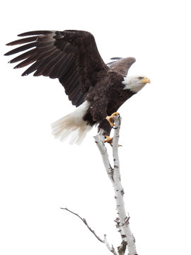 Wings Up Talons Hooked  an Eagle on Top of  a Tree