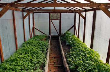 Wooden greenhouse with plants