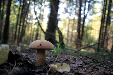 Boletus mushroom on moss in the forest