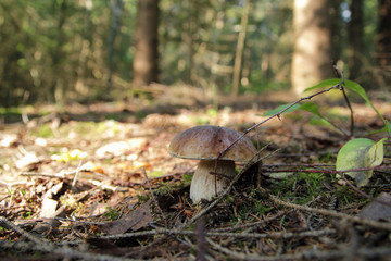 Boletus mushroom on moss in the forest