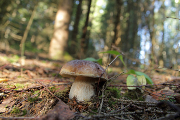 Boletus mushroom on moss in the forest