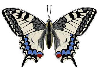 Schmetterling