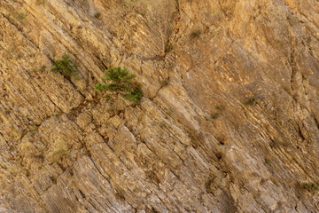 Small tree grows out of a textured rock wall in the Samaria Gorge on the island of Crete, Greece