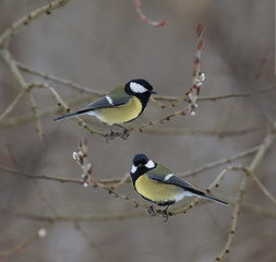 Two Big titmouse sitting on a branch of spring willow...
