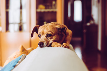 little mongrel dog pet - sensory connection with animals concept - trendy style image