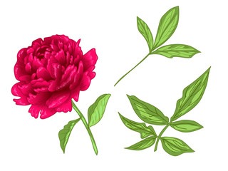 Fototapeta premium Vector Red Peony floral botanical flower. Red and green engraved ink art. Isolated peony illustration element.