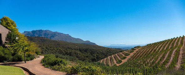 South African vinyard and surrounding hills
