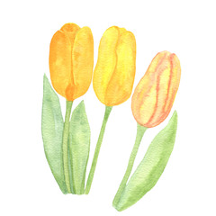 Orange tulips on the white background