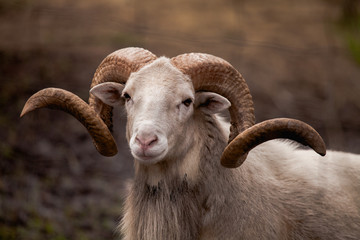 portrait of a young ram