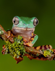 Tiger Leg Monkey Frog