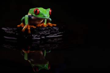 Red Eyed Tree Frog Reflection II