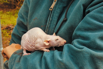 A bald rat