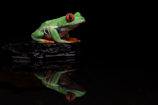 Red Eyed Tree Frog Reflection I © Martin