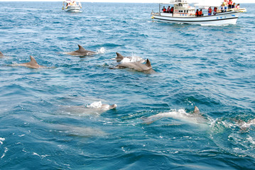 天草のイルカウォッチングと観光船