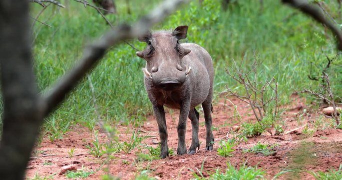 warthog in the savannah, park kruger south africa