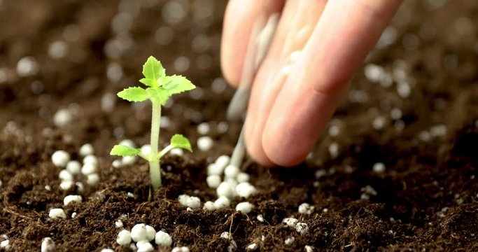 giving fertilizer to new seedling growing in soil