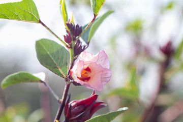 close up of fresh Roselle on tree in the garden