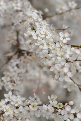 Fototapeta premium beautiful blooming tree, spring time