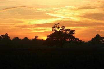Tree Sunset