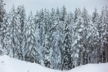 Cold and snowy winter in Lapland