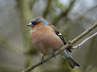 male chaffinch (Fringilla coelebs) perched on branch in woodland