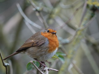 robin (Erithacus rubecula)