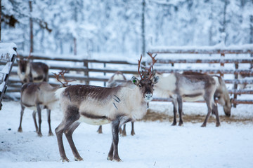 Obraz premium Reindeer herd, in winter, Lapland, Northern Finland