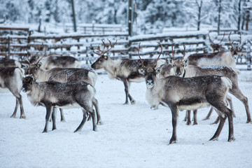Reindeer herd, in winter, Lapland, Northern Finland