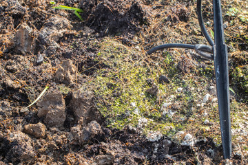 close up of Soil fungus in the garden