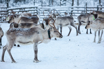 Herd of reindeer in winter weather, pasture reindeer