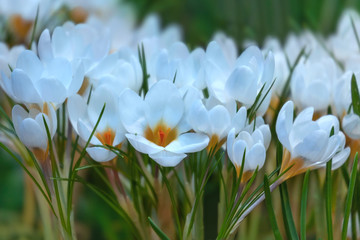 Crocus spring flowers