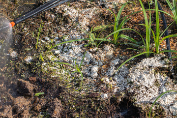 close up of Soil fungus in the garden