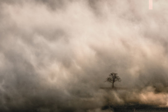 Lone tree in an opening in early morning mist in Malvern hills