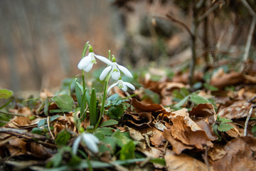 Wild snowdrops in the forest. First spring flower.