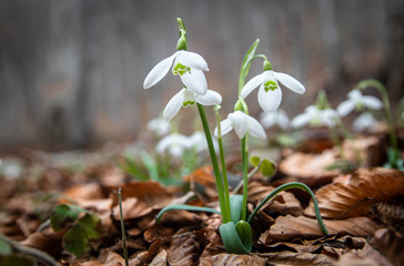 Wild snowdrops in the forest. First spring flower.