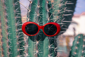 Sunglasses on cactus. vacation concept in hot countries