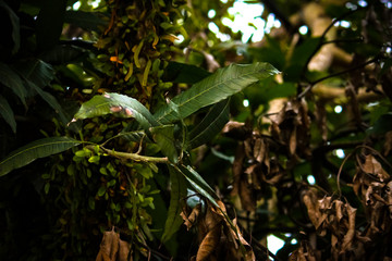 Close up of some mature leaves on  a Mangifera indica tree, or commonly known as mango tree, with some withered leaves and a big trunks as background.