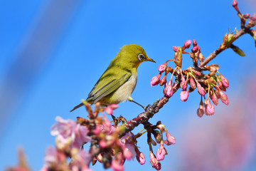 河津桜のメジロ