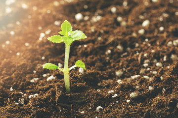 new seedling growing in fertile soil closeup