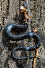 a rubber snake on a tree 