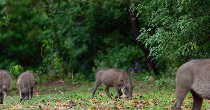 warthog family in the savannah, park kruger south africa