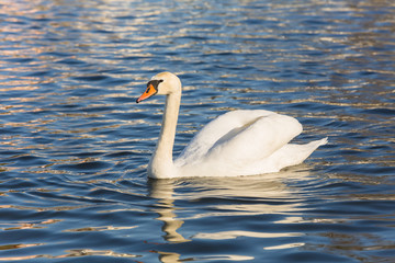 White swan