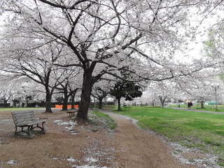 高田緑地の桜