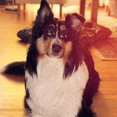 cool dog