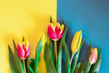 Fresh cut tulips on a yellow blue background with yellow and red