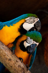 blue and yellow macaw