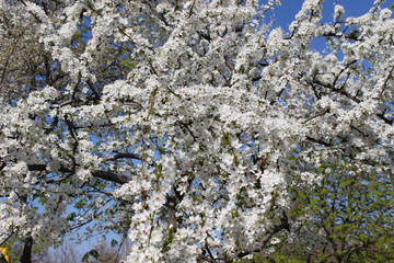 flowers spring. Branch of sour cherry blossoms in full bloom in front of a blue sky	