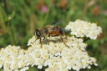 Hoverfly on yarrow flowers in the meadow, closeup