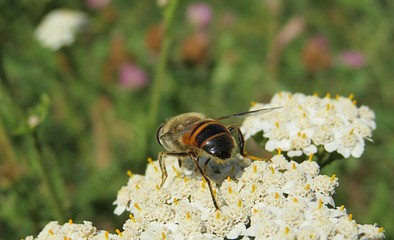 Hoverfly on yarrow flowers in the meadow 