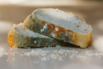 Piece of moldy bread. Mold on slice of bread. Sleeping bread covered with mold. Spoiled food...
